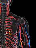 Vascular system of the shoulder, illustration