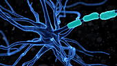 Human nerve cell, illustration