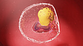 Human embryo at week 3, illustration