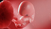 Human embryo at week 8, illustration