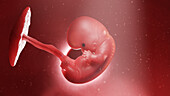 Human embryo at week 8, illustration