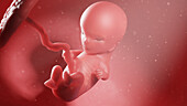 Human fetus at week 11, illustration