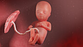 Human fetus at week 15, illustration