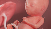 Human fetus at week 15, illustration