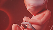 Human fetus at week 17, illustration