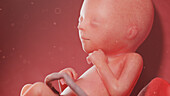 Human fetus at week 18, illustration