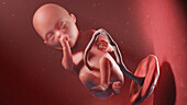 Human fetus at week 20, illustration