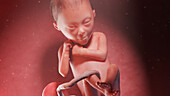 Human fetus at week 24, illustration