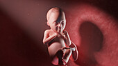 Human fetus at week 26, illustration