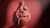 Human fetus at week 38, illustration