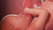 Human fetus at week 38, illustration