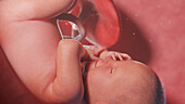 Human fetus at week 41, illustration