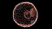 Embryo at week 2, illustration
