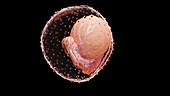 Embryo at week 4, illustration