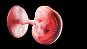Embryo at week 5, illustration