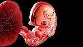 Embryo at week 8, illustration