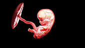 Human fetus at week 9, illustration