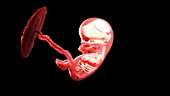 Human fetus at week 10, illustration