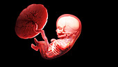 Human fetus at week 11, illustration