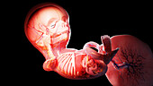 Human fetus at week 13, illustration