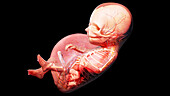 Human fetus at week 14, illustration