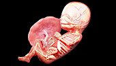 Human fetus at week 15, illustration