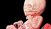 Human fetus at week 18, illustration