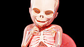 Human fetus at week 19, illustration