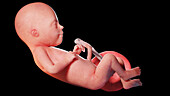 Human fetus at week, illustration