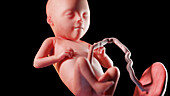 Human fetus at week 21, illustration