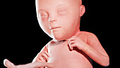 Human fetus at week 22, illustration
