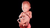 Human fetus at week 23, illustration