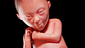 Human fetus at week 24, illustration