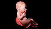 Human fetus at week 26, illustration