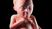 Human fetus at week 26, illustration