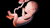Human fetus at week 27, illustration
