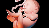 Human fetus at week 27, illustration