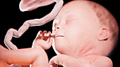 Human fetus at week 27, illustration