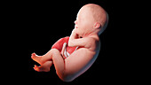 Human fetus at week 29, illustration