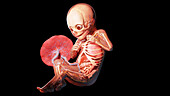 Human fetus at week 32, illustration