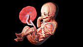 Human fetus at week 34, illustration