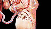 Human fetus at week 35, illustration