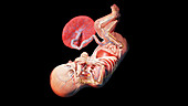 Human fetus at week 36, illustration