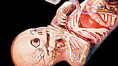 Human fetus at week 36, illustration