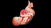 Human fetus at week 38, illustration