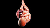 Human fetus at week 38, illustration