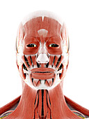 Facial nerve, illustration