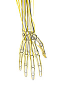 Hand nerves, illustration