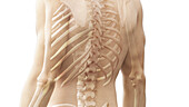 Back bones, illustration