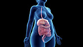 Obese woman's digestive system, illustration